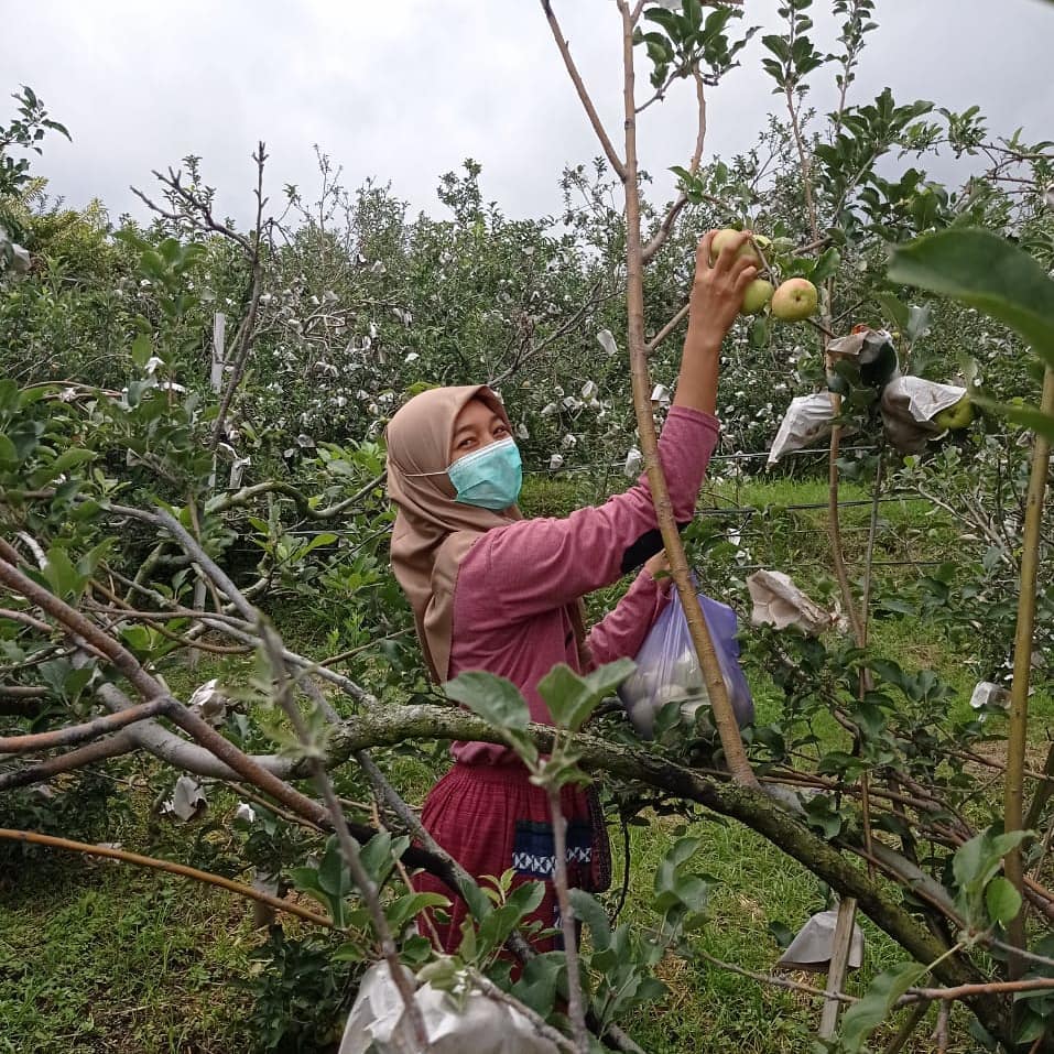 Wisata Petik Apel Agro Rakyat menjadi rekomendasi wisata keluarga di Malang, tiketnya hanya Rp25.000 dan disini juga ada wahanan berpetualang dengan jeep ke Coban Talun