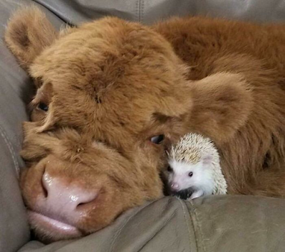 https://www.boredpanda.com/cute-cows/