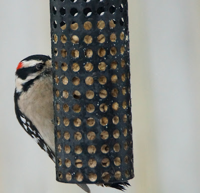 Downy woodpecker photo by mbgphoto