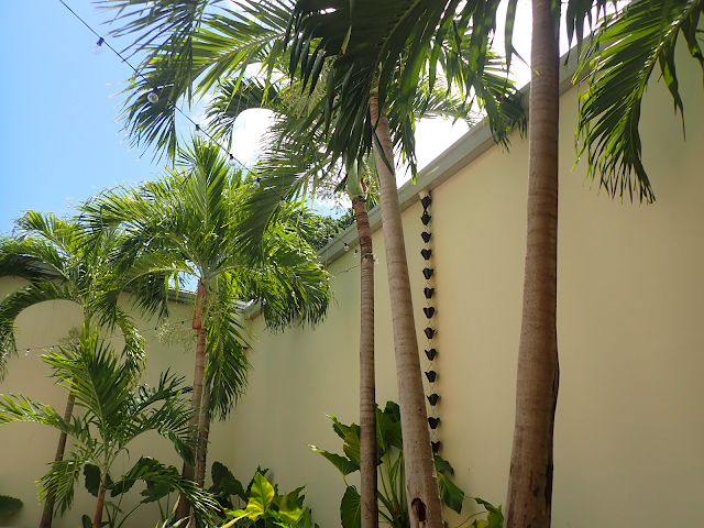 Palm trees in a courtyard