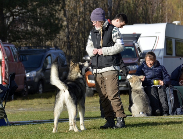 alaska malamute