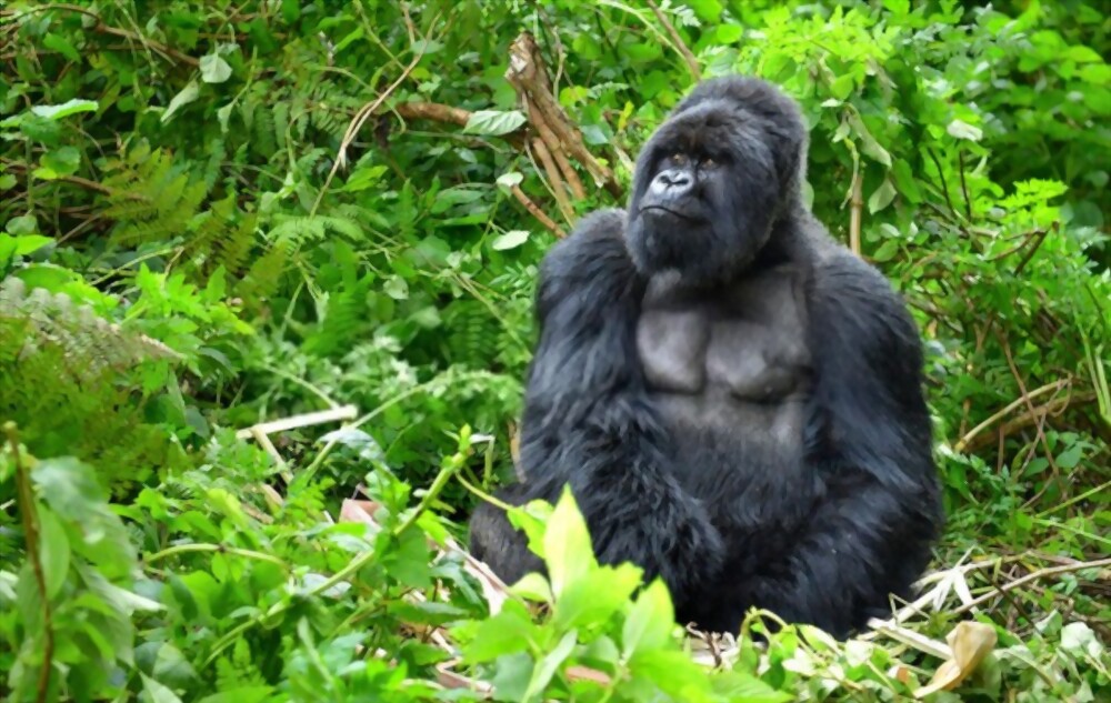 Gorilla