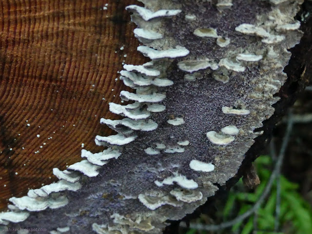 07: cut log with purple fungus