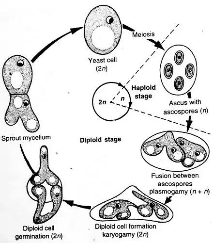 Yeast (यीस्ट ):-Systematic Position,Habitat,Structure,Reproduction|Hindi