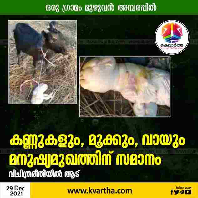 News, National, India, Assam, Animals, Viral, Social Media, Goat gives birth to 'human-like' offspring in Assam, See pics