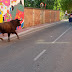 The Festival of Bull Running in Spain: A Deep Dive into History, Tradition, and Celebrations