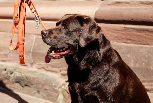 labrador-retriever-dog