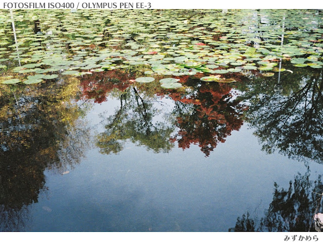 FOTOSFILM作例　水面に浮かぶ紅葉