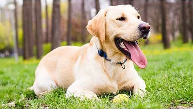 Labrador Retrievers, the Popular Dog Breed