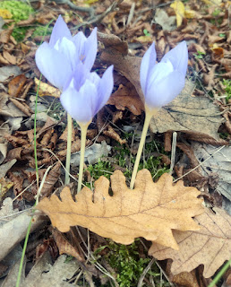 Autumn flowers bloom