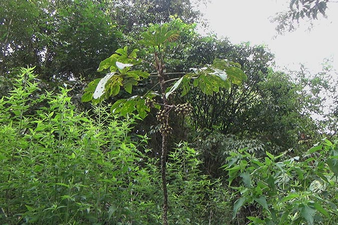 Dlium Snowflake aralia (Trevesia sundaica)