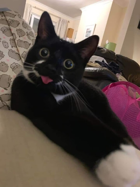 Funny Cats Shows Their Tongue