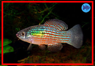 8 JENIS KILLIFISH TERPOPULER DI DUNIA