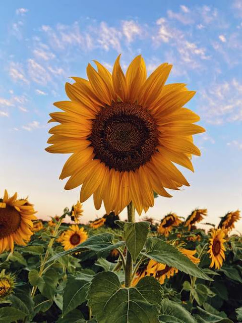 Sunflower is one of the most beautiful flowers in the world with its bright color.