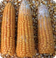 Mycotoxins in corn