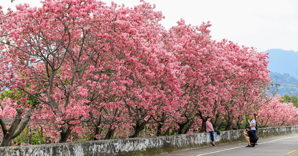台中新社興社街富士櫻秘境，大排富士櫻盛開吸引遊客賞花拍照
