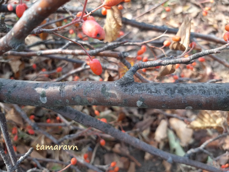 Мелкоплодник ольхолистный / Рябина ольхолистная (Micromeles alnifolia, =Sorbus alnifolia)