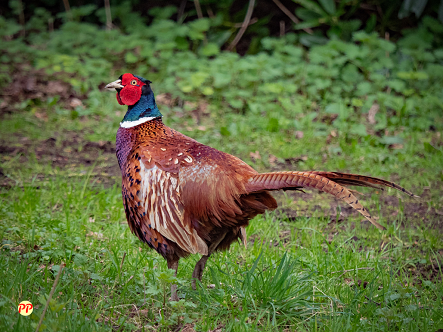 Update Harga Ayam Pheasant Anakan dan Dewasa (Semua Jenis)