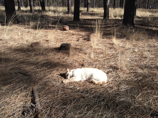 cat in the sun among the pine needles