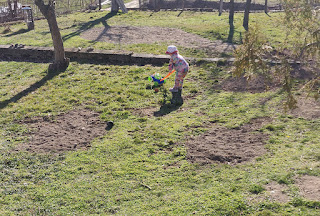 Rosie helping to mow, with her bubble mower