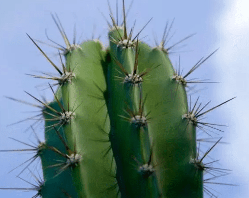 manfaat duri kaktus