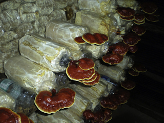 Ganoderma mushroom cultivation