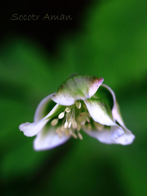 Anemone flaccida