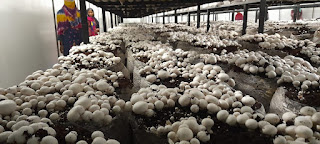 mashroom-farming-bihar