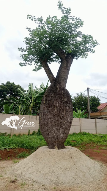 Jual Bottle Tree/Pohon Botol (Chorisia Speciosa) di Purbalingga