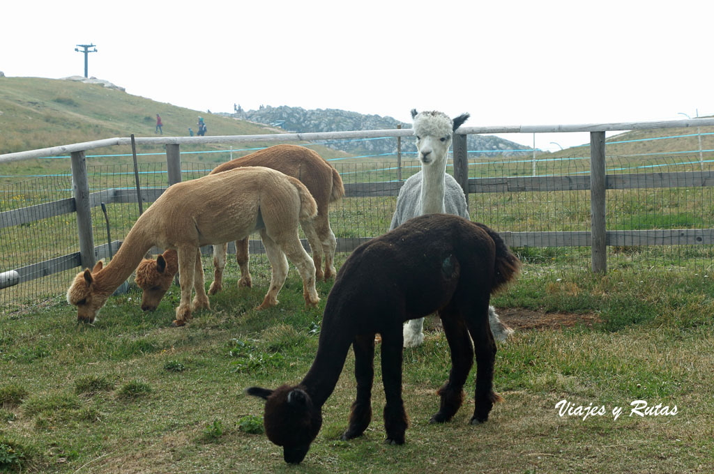 Alpacas del Monte Baldo, Italia