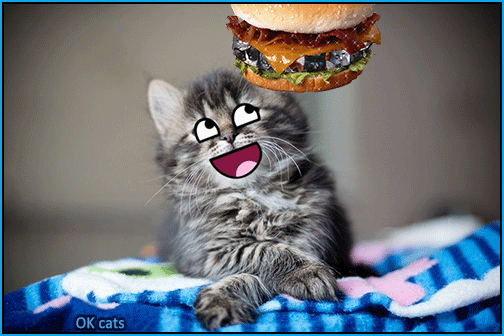 Art Kitten GIF • Kitty wants that cheeseburger, pleeease give it to him!