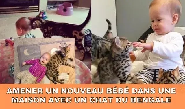 Amener un nouveau bébé dans une maison avec un chat du Bengale