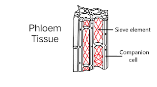 Phloem Tissue