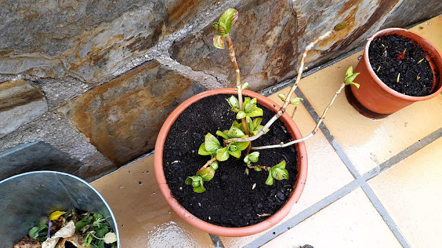 Cuaderno de campo de una Jardinera día nº 3: "Hortensias: abonado y poda".