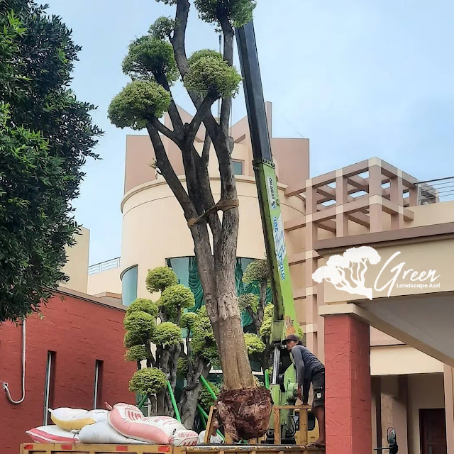 Jual Bonsai Anting Putri di Jombang Langsung Dari Petani