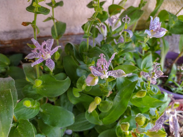 Lirio de sapo japonés o tricirtis (Tricyrtis hirta (Thunb.) Hook).