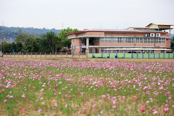 彰化芬園花海「花現芬芳家園」好彩頭拔蘿蔔暨賞花活動美不勝收