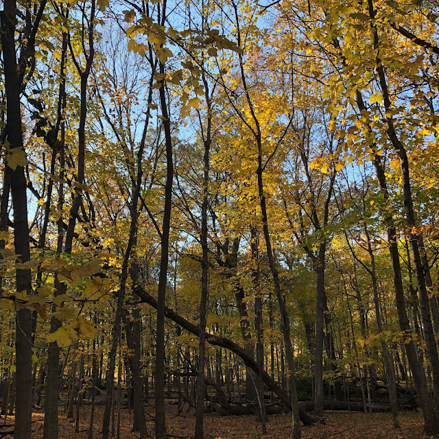 Golden maple trees lift the soul during fall at McDowell Grove.