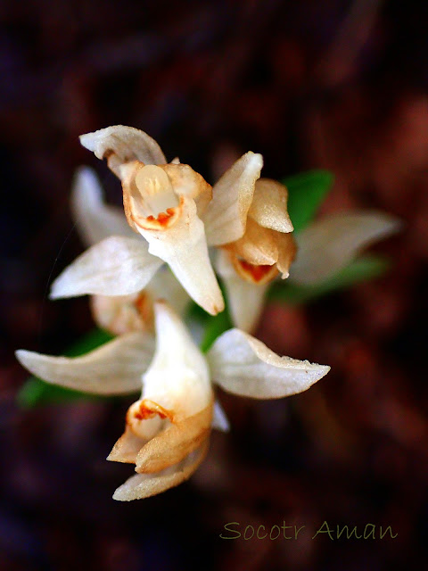 Cephalanthera erecta