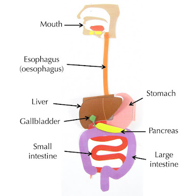 قارن بين عملية الهضم في الفم والمعدة  Comparison of digestion in the mouth and stomach