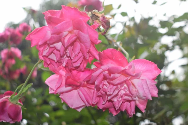 Pink colored rose flowers