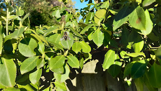 (What I think is) a bee on some green leaves