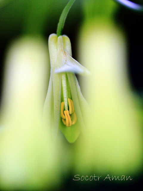 Disporum sessile