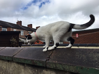 Bess on a wall in the garden