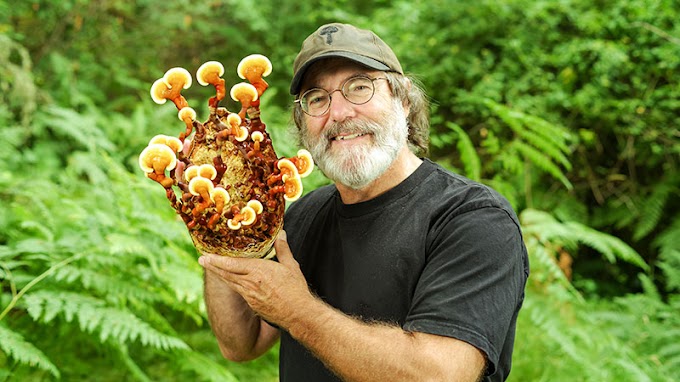 Advice from Paul Stamets | Mushroom experts | Biobritte mushroom center