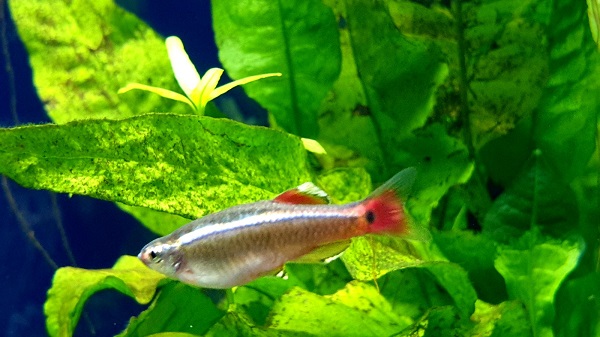 White Cloud Minnows can live in both cold & warm water