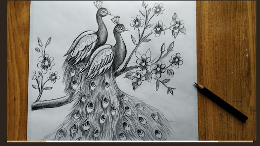 how to draw peacock (feather drawing  easy drawing with colour)