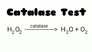 Catalase-Test