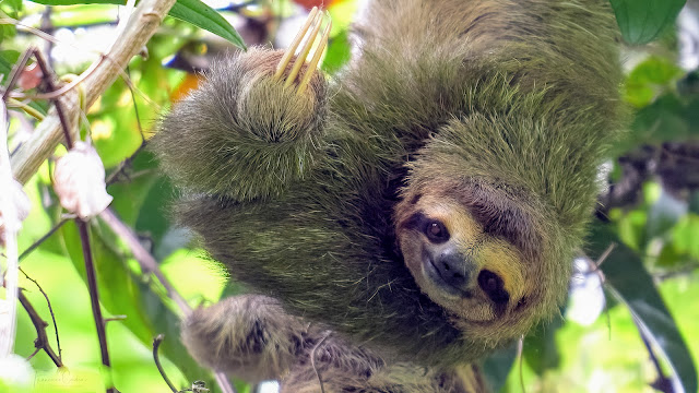 Fotografia animales Abuelohara