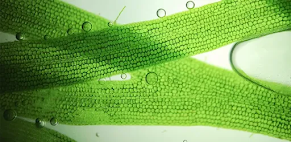 Microscopic view of microalgae.